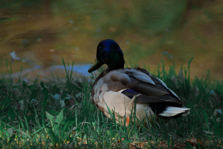 drake (duck) sitting on the green spring grass near the rural pond . closeup portraitの写真素材