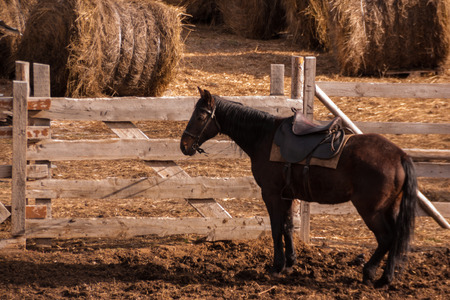 a dark brown horse in harness stands near a paddock with harvested haystacks. rural farming life. horse on a farmの写真素材