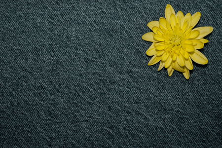 yellow gerbera flower on denim texture background. blank design in the style of hippie, boho, bohemia for cards, invitations, flyers. free space for textの写真素材
