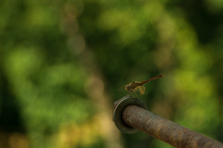 gray dragonfly sits on a beautifully blurred green background. macro photography. insect's portrait....
