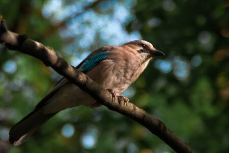 Eurasian jay. Garrulus glandarius. beige brown bird with blue wings sits on a branch against a...
