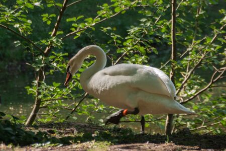 White swan near the rural pond surrounded by green trees and grassの写真素材