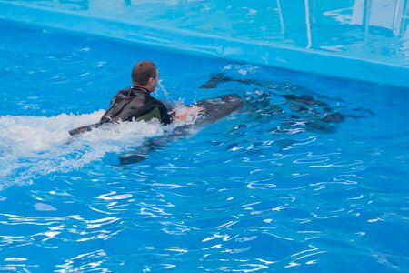 young white man in a wetsuit is swimming on a dolphin in the pool. swimming with wild sea animals,...