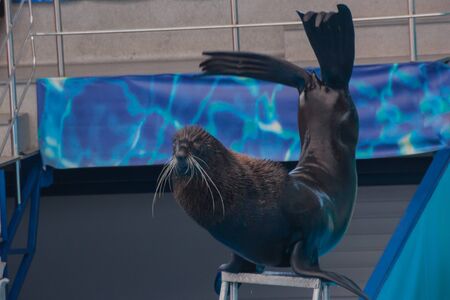 cute fluffy pinniped seal performs at a show in a dolphinarium, an aquarium. Trained Fur seal plays with a ball, a seal shows tricks on a show of sea animalsの写真素材