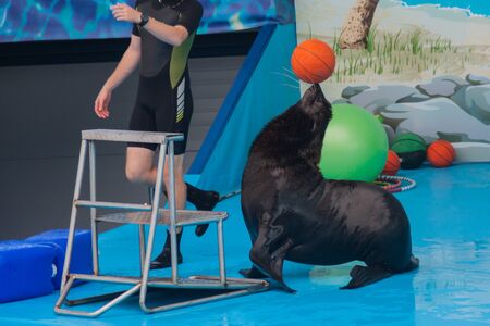 cute fluffy pinniped seal performs at a show in a dolphinarium, an aquarium. Trained Fur seal plays with a ball, a seal shows tricks on a show of sea animalsの写真素材