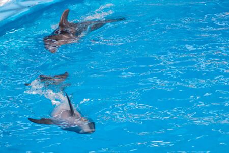 Cute gray dolphins swim in blue water. copy space, place for your text. bottlenose dolphins, wild marine mammals. blank for advertising swimming with dolphins, dolphinarium, shows, aquarium,の写真素材