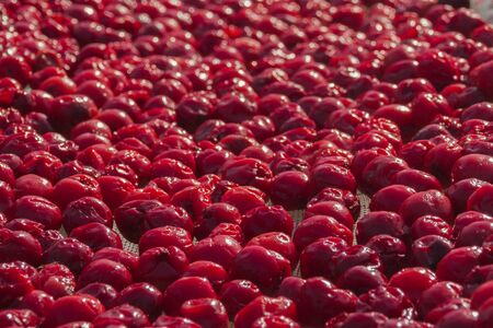 red cherry berries are dried in the sun. traditional local vegetarian vegan sweet natural dessert. authentic farm market eco food. background of bright red burgundy delicious appetizing cherry berriesの写真素材