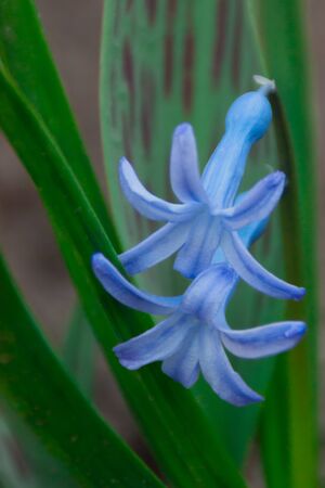blue hyacinth flower closeup grows in a garden park. tender beautiful first spring flowers with fresh foliage. Bright colorful spring photo with copy space, vertical tie formatの写真素材