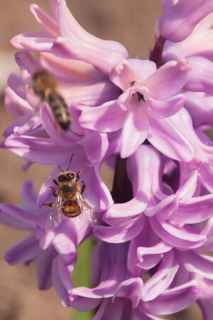 pink hyacinth inflorescence with bees close-up on an orange bokeh. Bees collect nectar pollen from the first spring flowers. Bright colorful spring photo with copy space, vertical tie story formatの写真素材