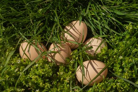 poultry farm natural beige chicken eggs on a background of fresh juicy green grass. bright sunny photo concept of natural eco farming products for advertising local poultry farm promotionの写真素材