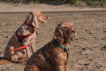 Two English Cocker Spaniel dogs sit on a sandy beach and squint at the sun, enjoying the nature sun. group family couple vacation at sunsetの写真素材