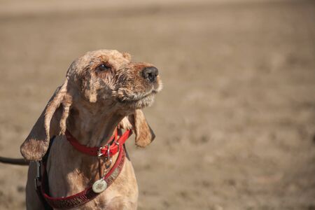 Portrait of an English Cocker Spaniel on a walk. pet sits on the wet sand of the coast and looks at...