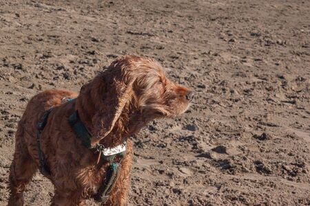the light brown spaniel dog squints at the sun and enjoys the sunset, the wind blows the...