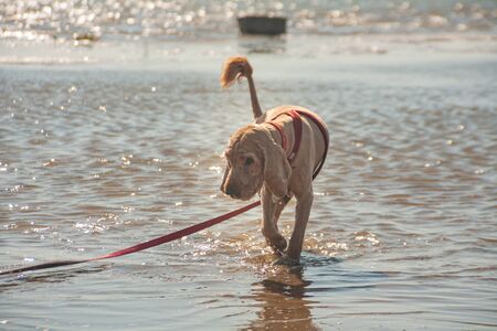 cocker spaniel pet in a red collar runs along the shallow river. funny dog with big ears and tail brush. Outdoor activities in a pleasant summer eveningの写真素材
