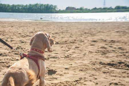 light brown spaniel dog with a red leash collar harness from the back. pet dog stands on a sandy beach and looks at the riverbank. spring summer outdoor recreationの写真素材