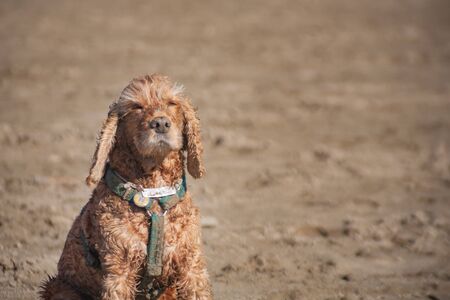the light brown spaniel dog squints at the sun and enjoys the sunset, the wind blows the dogâs wet fur. the concept of enjoying the life of hugg, harmony unity with nature meditationの写真素材