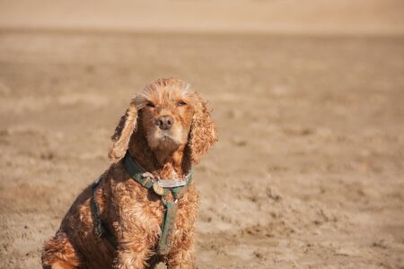 the light brown spaniel dog squints at the sun and enjoys the sunset, the wind blows the dogâs wet fur. the concept of enjoying the life of hugg, harmony unity with nature meditationの写真素材