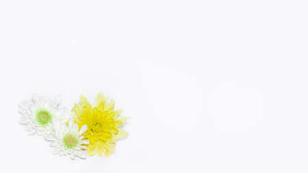 three bright white and yellow gerbera flowers of different sizes isolated on white. copy space for...