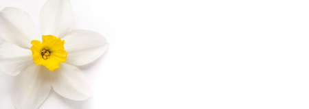 narcissus daffodil inflorescence isolated on white. light floral minimalistic background with copy space for your text wide horizontal landscape formatの写真素材