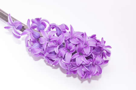 inflorescence of pink purple hyacinth flower isolated on white background banner. gentle spring summer design, copy space for your textの写真素材