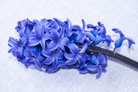 inflorescence of pink purple hyacinth flower isolated on white background banner. gentle spring summer design, copy space for your textの写真素材