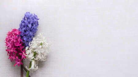 inflorescence of white pink purple hyacinth flower on white rustic fabric background. gentle spring summer design, copy space for your textの写真素材