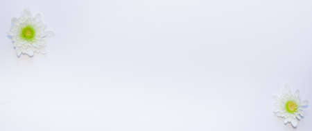 two bright white gerbera flowers of different sizes isolated on white. copy space for text, airy light blank design horizontal banner formatの写真素材