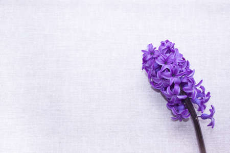 inflorescence of pink purple hyacinth flower isolated on white background banner. gentle spring...