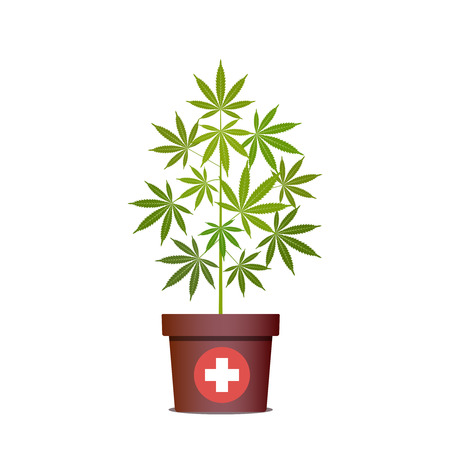 Medical marijuana or cannabis in pot. Green Herbs in a pot. Growing cannabis. Drug consumption, marijuana use. Isolated vector illustration on white background.のイラスト素材