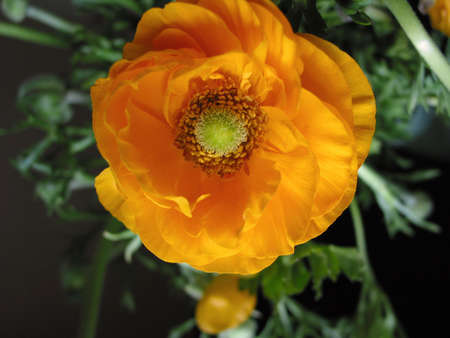 Ranunculus in bloom