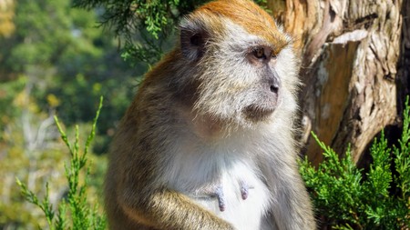 silver macaque monkey