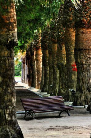 A bench surrounded by treesの写真素材