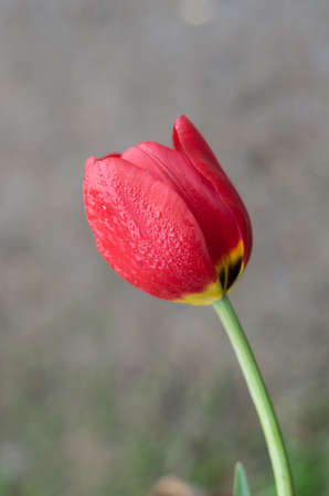 red tulipの写真素材
