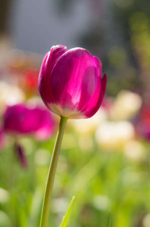 Tulipの写真素材