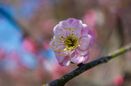 Spring plum blossom close up viewの写真素材