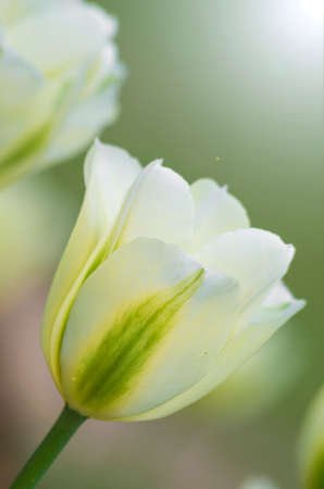 Spring tulip close up viewの写真素材