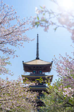 Spring cherry blossomsのeditorial素材