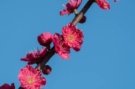 Spring blossom close up viewの写真素材
