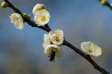 Spring flower close up view
