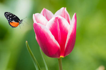 Spring tulip close up viewの写真素材