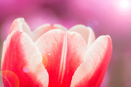 Spring tulip close up viewの写真素材