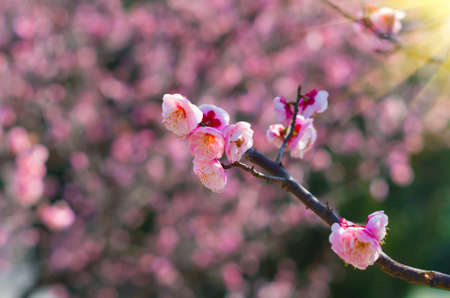 Spring flower close up viewの写真素材