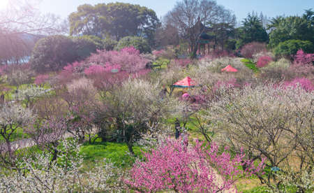 Spring garden sceneryの写真素材