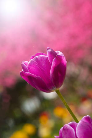 Spring tulip close up viewの写真素材