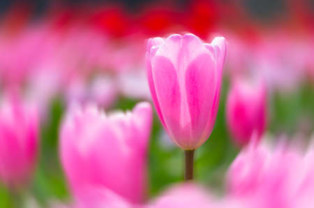 Spring tulip close up viewの写真素材