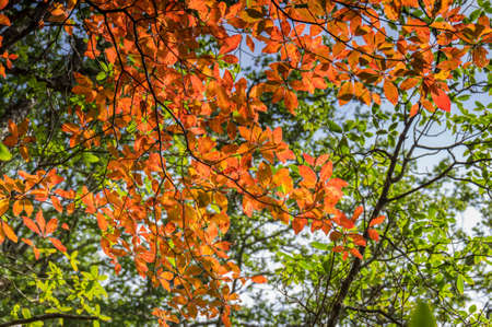 Shennongjia scenic area in early autumn.の写真素材