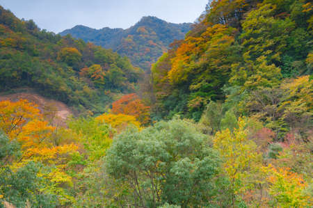 The early autumn of the great nine lakes in Shennongjiaの写真素材
