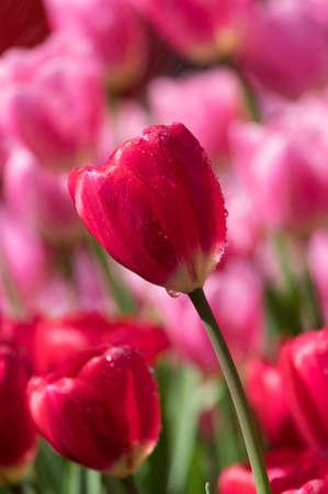 Tulip in early springの写真素材