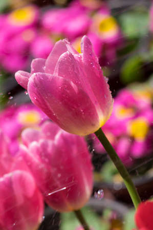 Tulip in early springの写真素材