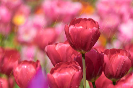 Tulip in early springの写真素材